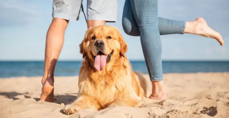 S'accepten animals de companyia